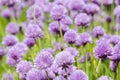 Flowering purple chive blossoms