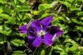 Flowering purple Clematis and buds .Close up. Royalty Free Stock Photo