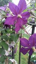 Flowering Purple Clematis Vine