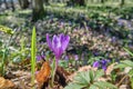 Flowering purple Crocus heuffelianus in the spring forest. The first spring flowers of the Carpathian forests Royalty Free Stock Photo