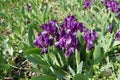 Flowering purple dwarf irises in April