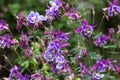 Flowering Purple flowers with a white center, Columbine (Aquilegia vulgaris, Orlyk) in spring. Garden plants Royalty Free Stock Photo