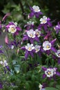 Flowering Purple flowers with a white center, Columbine (Aquilegia vulgaris, Orlyk) in spring. Garden plants Royalty Free Stock Photo