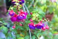 Flowering purple fuchsia.