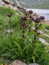 Flowering Purple Gentian in the Swiss Alps