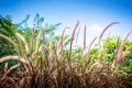 Flowering of Purple Grass