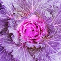 Flowering purple kale cabbage Royalty Free Stock Photo