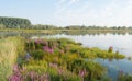 Flowering Purple Loosestrife Royalty Free Stock Photo