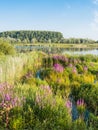 Flowering Purple Loosestrife Royalty Free Stock Photo