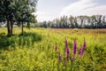 Flowering Purple Loosestrife Royalty Free Stock Photo