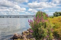 Flowering Purple Loosestrife and other wild plants on the edge of river Royalty Free Stock Photo