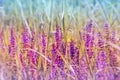 Flowering purple meadow flower