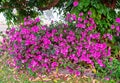 Flowering Purple Petunias In A Home Garden