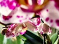 Flowering purple phalaenopsis orchid macro shot.