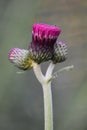 Spear Thistle (Cirsium rivulare \'Atropurpureum\')