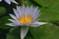 Flowering Purple Water Lily in a Water Garden Royalty Free Stock Photo