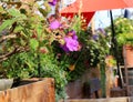 Flowering purple Western Azalea flowers add brilliant color to a restaurant patio in late summer.