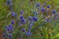 Flowering purple wild thistles Eryngium planum Healing herbs.
