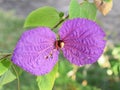 Purple wing vine flower two petals