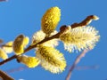 Flowering willow