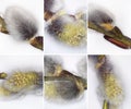 Flowering pussy willow branch with catkins with yellow stamens seen under a microscope Royalty Free Stock Photo