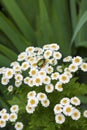 Flowering Pyrethrum closeup with goldsmith beetle