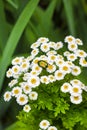 Flowering Pyrethrum closeup with goldsmith beetle sitting on it