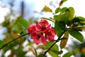 Flowering quince