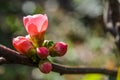 Flowering quince buds