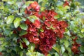 Flowering quince bush with scarlet flowers