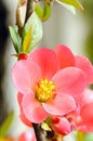 Flowering quince Chaenomeles speciose Royalty Free Stock Photo