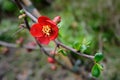 Flowering quince (Chaenomeles x superba) Royalty Free Stock Photo