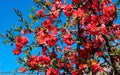 Flowering Quince / Japanese Quince