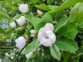 Flowering Quince tree in the spring. Cydonia oblonga Royalty Free Stock Photo