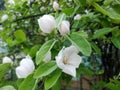 Flowering Quince tree in the spring. Cydonia oblonga Royalty Free Stock Photo