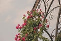 FLOWERING RAMBLING ROSE GROWING AGAINST A METAL FRAME Royalty Free Stock Photo