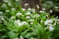 Flowering ramson, Allium ursinum. Blooming wild garlic plants in spring - selective focus Royalty Free Stock Photo