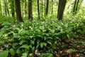 Flowering ramson, Allium ursinum. Blooming wild garlic plants in spring - selective focus Royalty Free Stock Photo