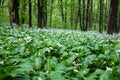 Flowering ramson, Allium ursinum. Blooming wild garlic plants in spring - selective focus Royalty Free Stock Photo