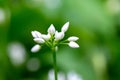 Flowering ramson, Allium ursinum. Blooming wild garlic plants in the woodland in spring Royalty Free Stock Photo