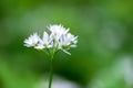 Flowering ramson, Allium ursinum. Blooming wild garlic plants in the woodland in spring Royalty Free Stock Photo