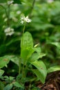 Flowering ramson, Allium ursinum. Blooming wild garlic plants in the woodland in spring Royalty Free Stock Photo