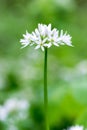 Flowering ramson, Allium ursinum. Blooming wild garlic plants in the woodland in spring Royalty Free Stock Photo