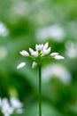 Flowering ramson, Allium ursinum. Blooming wild garlic plants in the woodland in spring Royalty Free Stock Photo