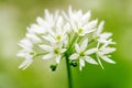 Flowering ramson, Allium ursinum. Blooming wild garlic plants in spring - selective focus Royalty Free Stock Photo