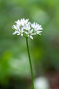Flowering ramson, Allium ursinum. Blooming wild garlic plants in spring - selective focus Royalty Free Stock Photo