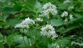 Flowering ramsons at springtime