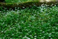 Flowering ramsons at springtime