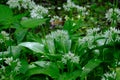 Flowering ramsons at springtime