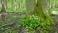 Flowering ramsons at springtime deciduous forest